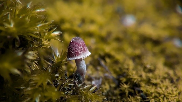 Зачем нужны увлажнители воздуха для грибов
